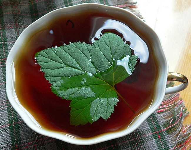 чай с листьями смородины