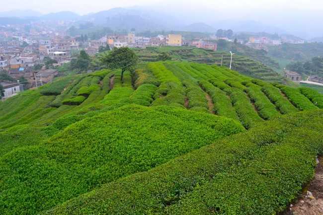 плантации чая