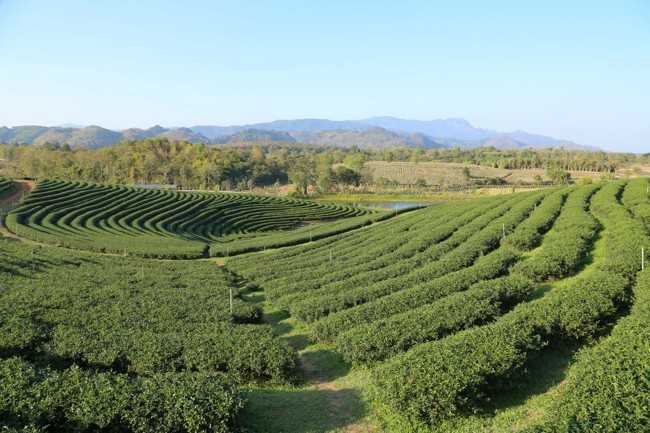 плантация чая в грузии