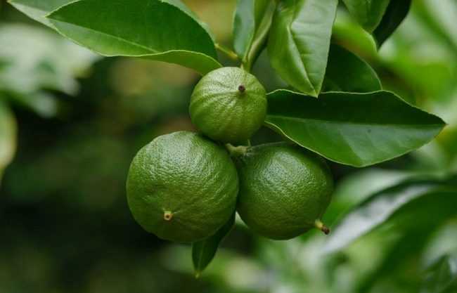 плоды бергамота