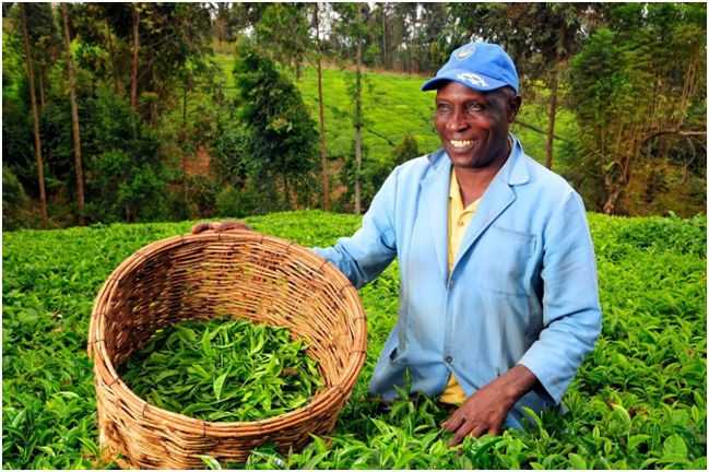 сборщик кенийского чая