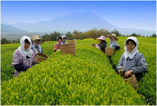японцы на чайной плантации